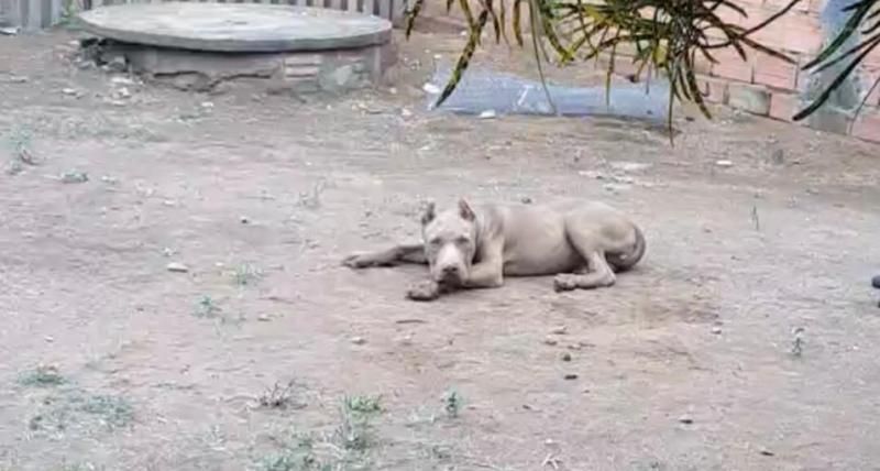 Proprietário oferece recompensa para encontrar casal de pitbull que desapareceu no Bairro Cidade Alta, em Rolim de Moura Proprietário oferece recompensa para encontrar casal de pitbull que desapareceu no Bairro Cidade Alta, em Rolim de Moura