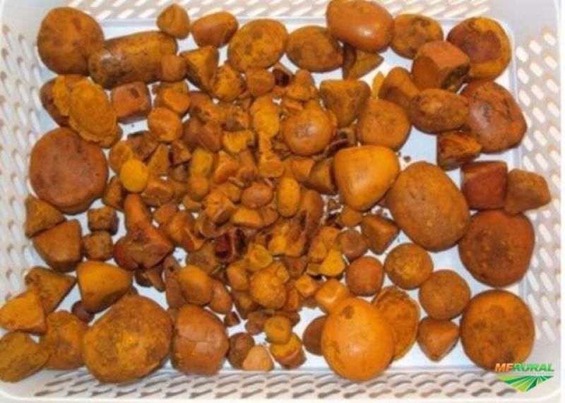 Rolim de Moura – Criminosos encapuzados rendem vigia de frigorifico e arrombam cofre para roubarem pedras de fel
