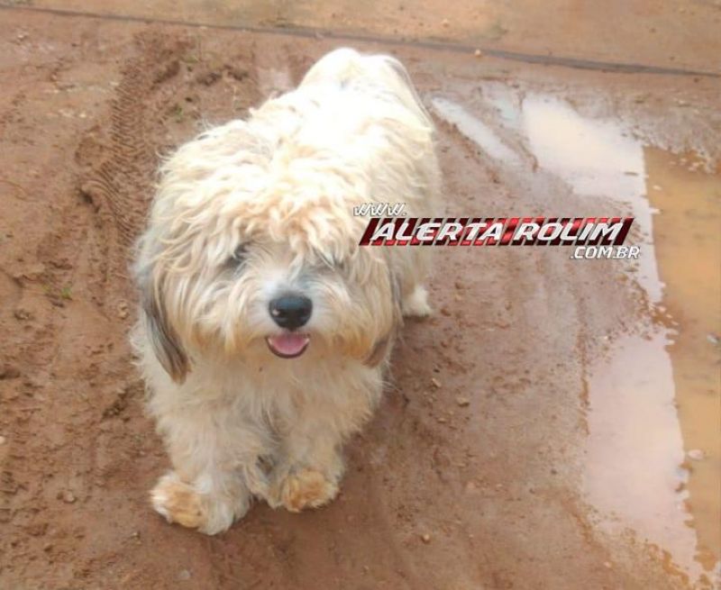 Rolim de Moura - Procura-se por um cachorro da raça Shih-tzu que despareceu próximo a Ciretran Rolim de Moura - Procura-se por um cachorro da raça Shih-tzu que despareceu próximo a Ciretran