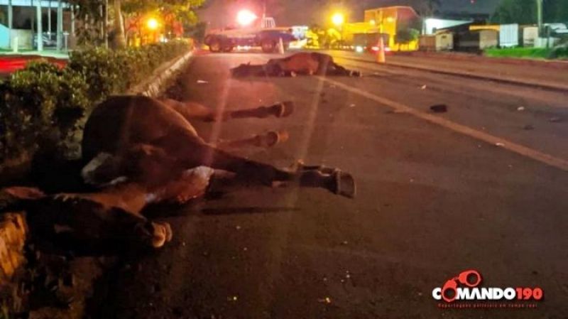 Motorista atropela dois cavalos que estavam soltos na BR-364, em Ji-Paraná Motorista atropela dois cavalos que estavam soltos na BR-364, em Ji-Paraná
