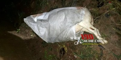 Porco é abatido e furtado de propriedade rural, em Alta Floresta; um suspeito foi preso Porco é abatido e furtado de propriedade rural, em Alta Floresta; um suspeito foi preso