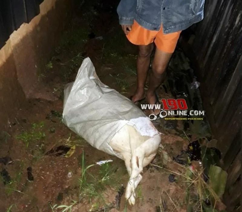 Porco é abatido e furtado de propriedade rural, em Alta Floresta; um suspeito foi preso Porco é abatido e furtado de propriedade rural, em Alta Floresta; um suspeito foi preso