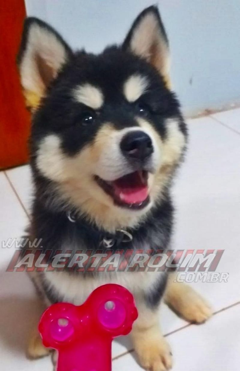 Rolim de Moura – Procura-se por cadela da raça Husky Siberiano, que desapareceu no Centro da cidade Rolim de Moura – Procura-se por cadela da raça Husky Siberiano, que desapareceu no Centro da cidade