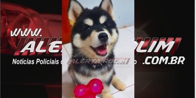Rolim de Moura – Procura-se por cadela da raça Husky Siberiano, que desapareceu no Centro da cidade Rolim de Moura – Procura-se por cadela da raça Husky Siberiano, que desapareceu no Centro da cidade