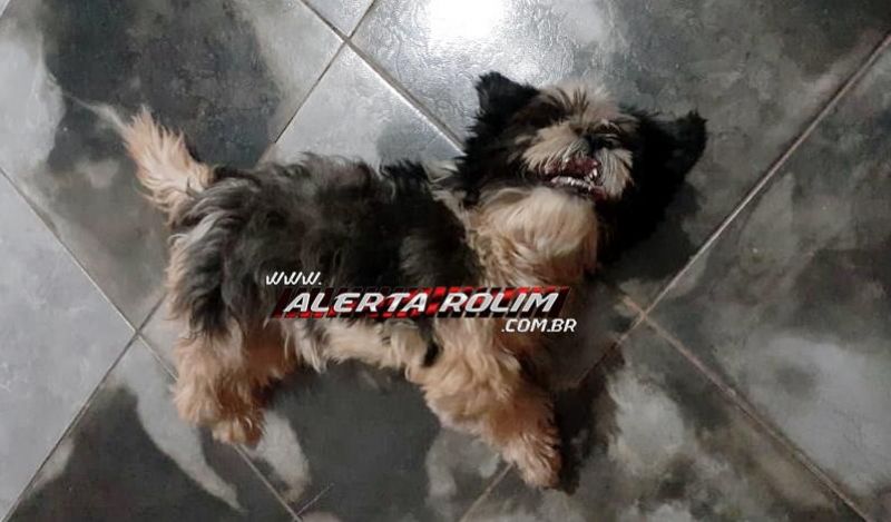 Cachorrinha da raça Shih Tzu aparece em residência, em Rolim de Moura e moradores procuram pelo dono do pequeno animal Cachorrinha da raça Shih Tzu aparece em residência, em Rolim de Moura e moradores procuram pelo dono do pequeno animal