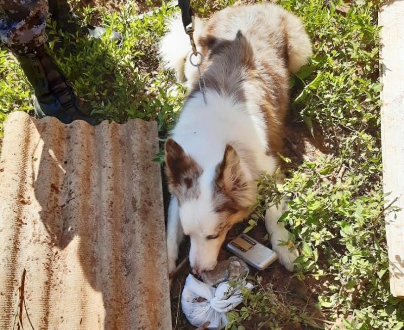 PMRO no combate ao tráfico de drogas, em Cacoal PMRO no combate ao tráfico de drogas, em Cacoal