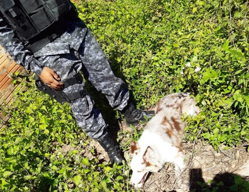 PMRO no combate ao tráfico de drogas, em Cacoal PMRO no combate ao tráfico de drogas, em Cacoal