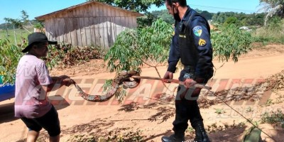 Jiboia com mais de 03 metros é capturada por equipe de Radiopatrulha da Polícia Militar, em Migrantinópolis - Vídeo Jiboia com mais de 03 metros é capturada por equipe de Radiopatrulha da Polícia Militar, em Migrantinópolis - Vídeo