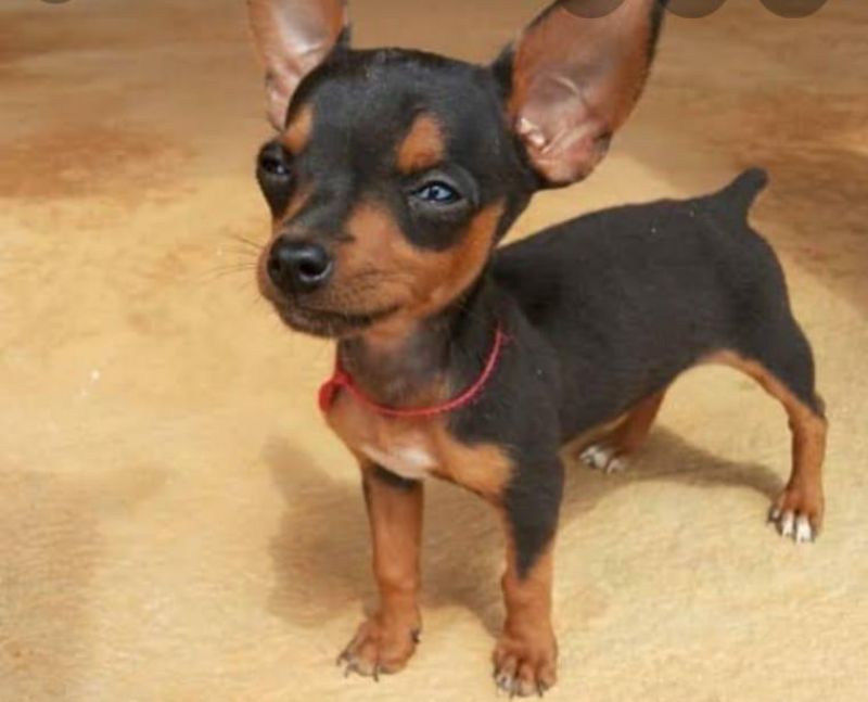 Procura-se dois cães da raça Pinscher que desapareceram no Centenário, em Rolim de Moura; família oferece recompensa Procura-se dois cães da raça Pinscher que desapareceram no Centenário, em Rolim de Moura; família oferece recompensa