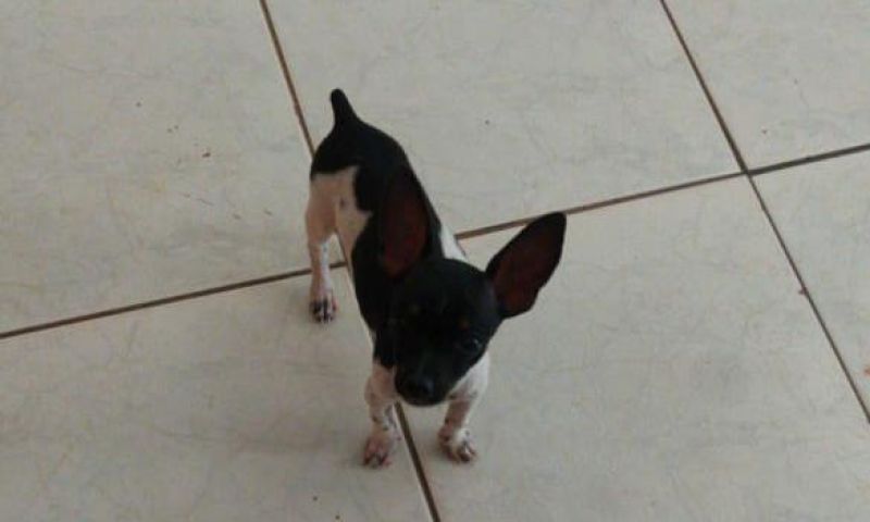 Procura-se dois cães da raça Pinscher que desapareceram no Centenário, em Rolim de Moura; família oferece recompensa Procura-se dois cães da raça Pinscher que desapareceram no Centenário, em Rolim de Moura; família oferece recompensa