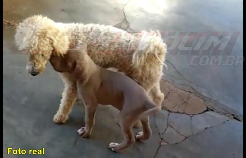 Procura-se por cachorra de apenas dois meses de idade, que desapareceu no Bairro Cidade Alta, em Rolim de Moura Procura-se por cachorra de apenas dois meses de idade, que desapareceu no Bairro Cidade Alta, em Rolim de Moura