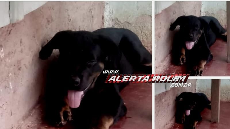Procura-se por cachorro, que desapareceu no Bairro Olímpico, em Rolim de Moura Procura-se por cachorro, que desapareceu no Bairro Olímpico, em Rolim de Moura