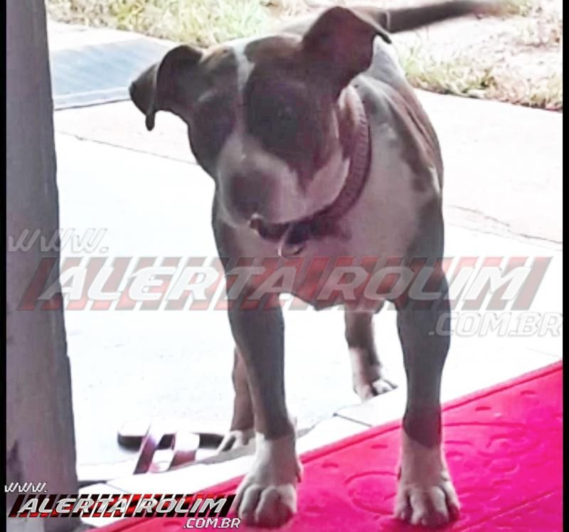 Procura-se por cadela da raça Pitbull, que desapareceu há alguns dias Procura-se por cadela da raça Pitbull, que desapareceu há alguns dias