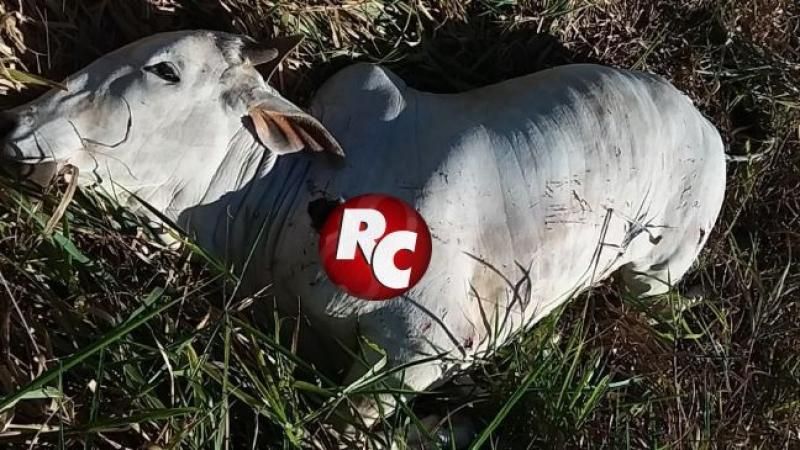 Animal cruza a pista e causa acidente com caminhonete na BR 429 em São Miguel do Guaporé. Animal cruza a pista e causa acidente com caminhonete na BR 429 em São Miguel do Guaporé.