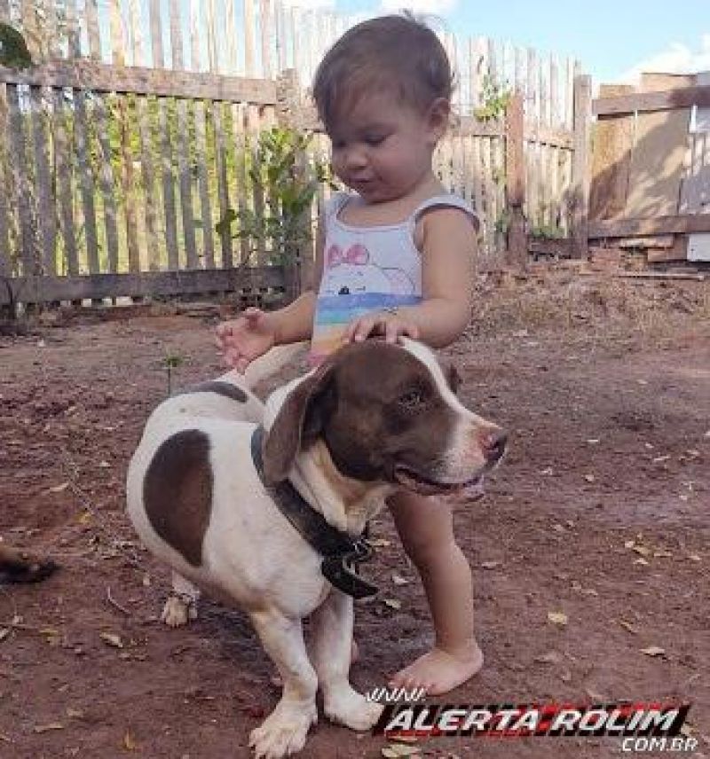 Família pede ajuda para encontrar dois cães, que pertencem a uma criança e desapareceram em Rolim de Moura Família pede ajuda para encontrar dois cães, que pertencem a uma criança e desapareceram em Rolim de Moura