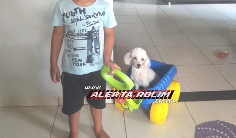 Familia procura e oferece recompensa por cachorra Poodle, que desapareceu em Rolim de Moura Familia procura e oferece recompensa por cachorra Poodle, que desapareceu em Rolim de Moura