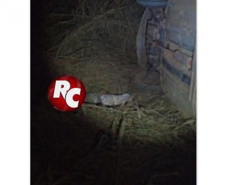 Motorista morre após capotamento na Linha 58 em São Domingos do Guaporé. Motorista morre após capotamento na Linha 58 em São Domingos do Guaporé.