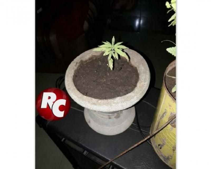 Polícia Militar apreende drogas e pés de maconha em São Miguel do Guaporé Polícia Militar apreende drogas e pés de maconha em São Miguel do Guaporé