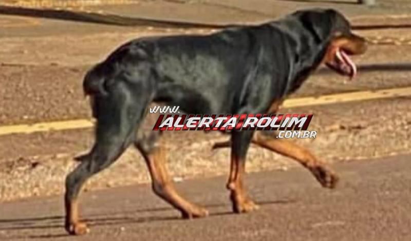 Procura-se e oferece recompensa por cachorra da raça Rottweiler, que desapareceu em Rolim de Moura Procura-se e oferece recompensa por cachorra da raça Rottweiler, que desapareceu em Rolim de Moura