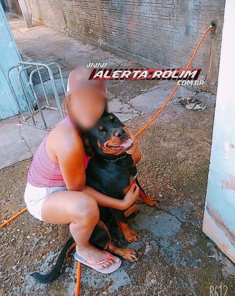 Procura-se por cadela que desapareceu no Bairro Olímpico, em Rolim de Moura Procura-se por cadela que desapareceu no Bairro Olímpico, em Rolim de Moura