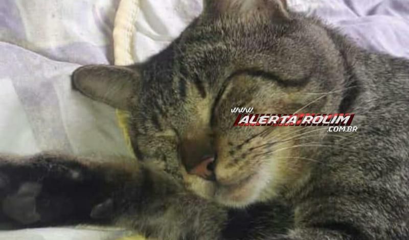 Procura-se por gato que desapareceu em Rolim de Moura Procura-se por gato que desapareceu em Rolim de Moura