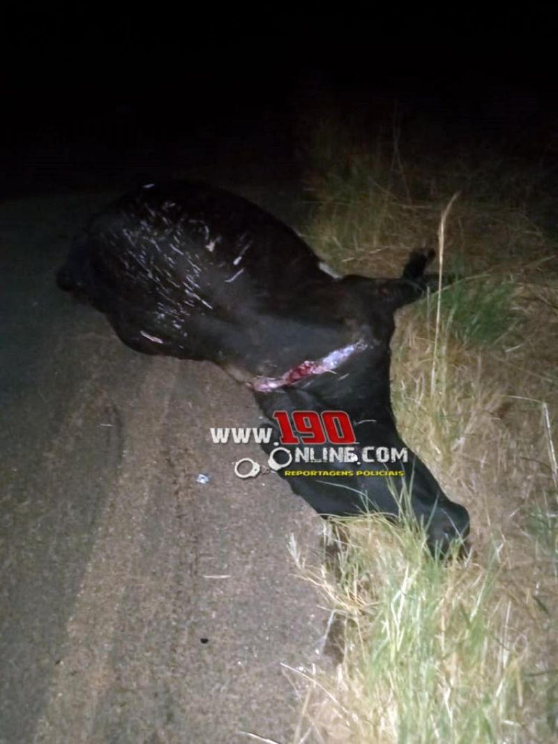 Três pessoas ficam feridas após carro bater em vaca na zona rural de Alta Floresta Três pessoas ficam feridas após carro bater em vaca na zona rural de Alta Floresta