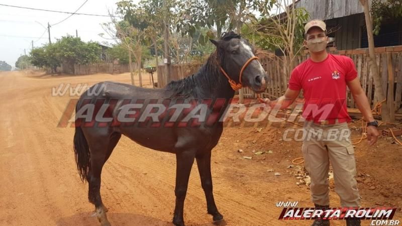 Bombeiros resgatam cavalo de dentro de fossa no bairro boa esperança em Rolim de Moura Bombeiros resgatam cavalo de dentro de fossa no bairro boa esperança em Rolim de Moura