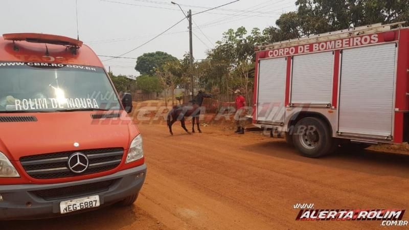 Bombeiros resgatam cavalo de dentro de fossa no bairro boa esperança em Rolim de Moura Bombeiros resgatam cavalo de dentro de fossa no bairro boa esperança em Rolim de Moura