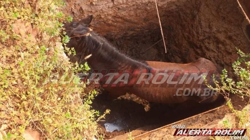 Bombeiros resgatam cavalo de dentro de fossa no bairro boa esperança em Rolim de Moura
