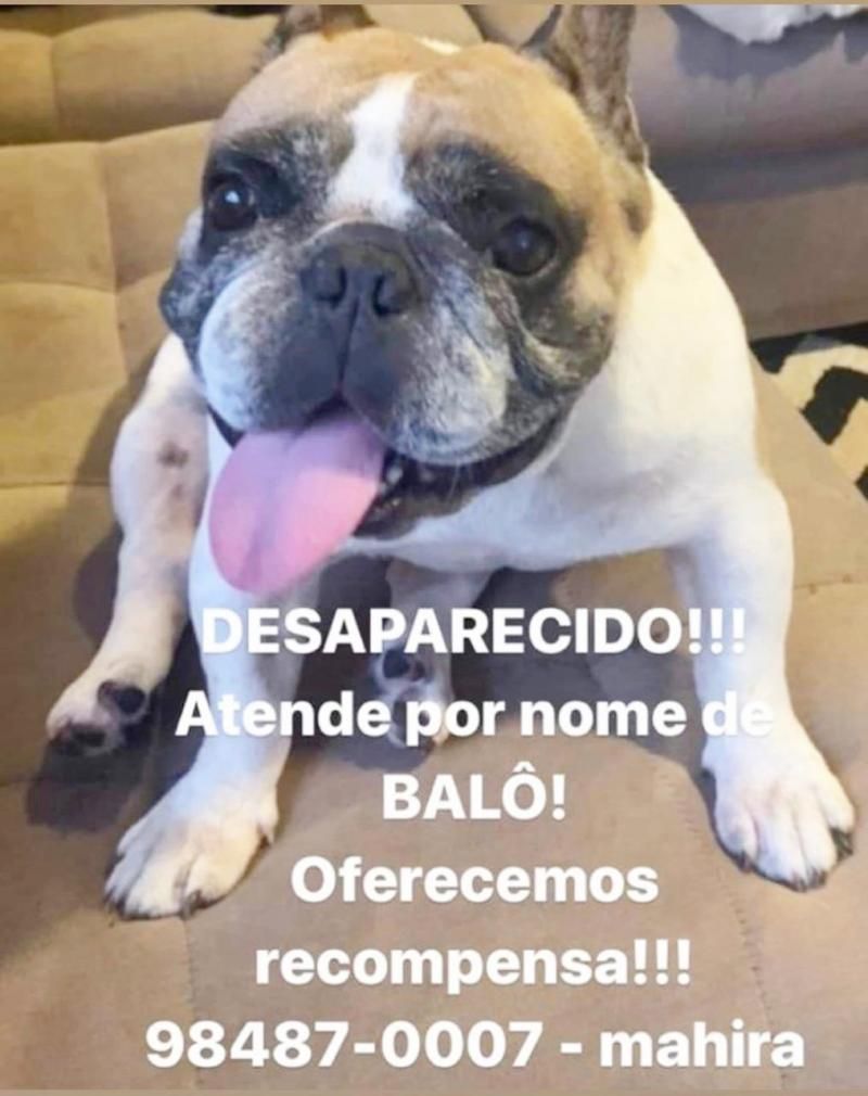 Procura-se por cachorro da raça Buldogue Francês, que desapareceu em Rolim de Moura Procura-se por cachorro da raça Buldogue Francês, que desapareceu em Rolim de Moura