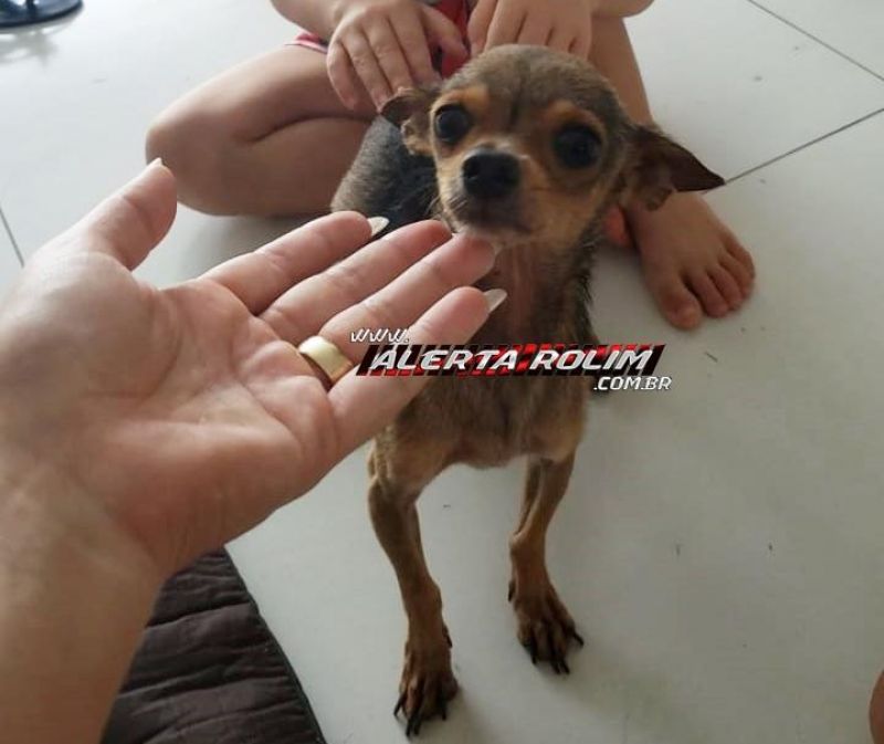 Cachorro da raça Pinscher é encontrado, em Rolim de Moura e procura-se por dono do animal Cachorro da raça Pinscher é encontrado, em Rolim de Moura e procura-se por dono do animal