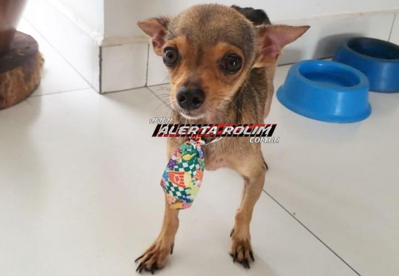 Cachorro da raça Pinscher é encontrado, em Rolim de Moura e procura-se por dono do animal Cachorro da raça Pinscher é encontrado, em Rolim de Moura e procura-se por dono do animal