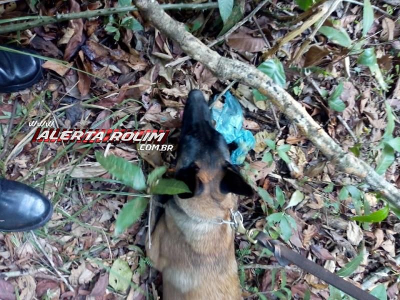 Casal envolvido com tráfico de drogas é preso durante trabalho em conjunto da PM e PC de Rolim de Moura e Canil de Cacoal Casal envolvido com tráfico de drogas é preso durante trabalho em conjunto da PM e PC de Rolim de Moura e Canil de Cacoal