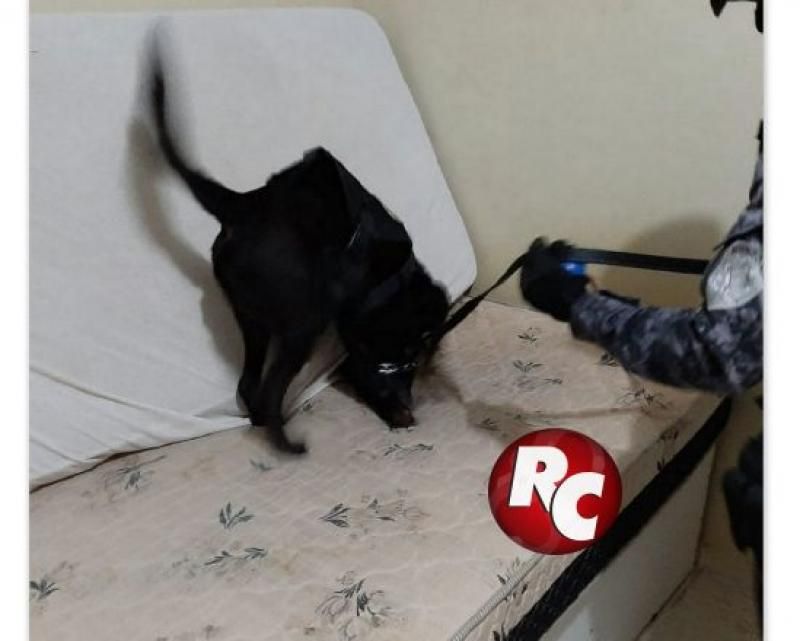 Polícia Civil e Polícia Militar com o apoio do Canil deflagrou operação “Armstrong” para desarticular prática de roubos na região do Vale do do Guaporé e Zona da Mata Polícia Civil e Polícia Militar com o apoio do Canil deflagrou operação “Armstrong” para desarticular prática de roubos na região do Vale do do Guaporé e Zona da Mata