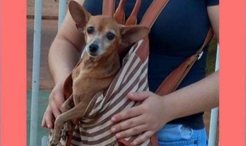 Procura-se por cadela da raça Pinscher, que desapareceu em Rolim de Moura Procura-se por cadela da raça Pinscher, que desapareceu em Rolim de Moura