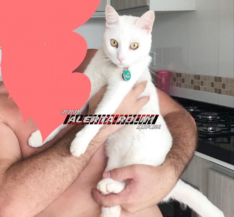 Procura-se por Gato, que desapareceu de uma residência, no Loteamento Buritis, em Rolim de Moura Procura-se por Gato, que desapareceu de uma residência, no Loteamento Buritis, em Rolim de Moura