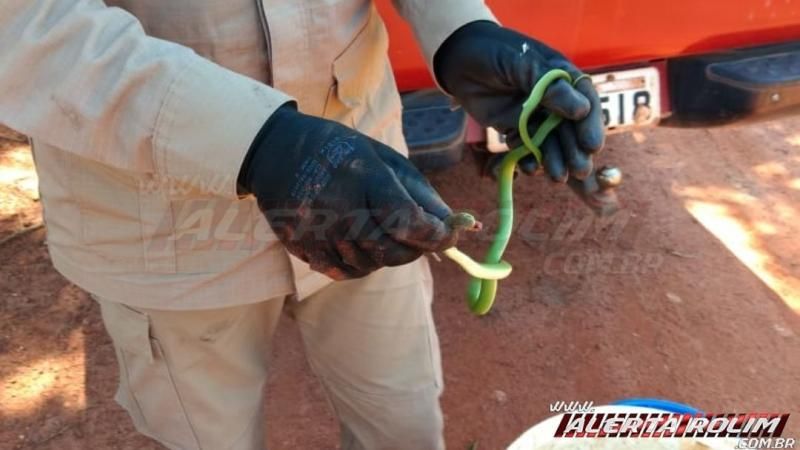 Cobra é capturada embaixo do banco de uma motocicleta no bairro Beira Rio em Rolim de Moura Cobra é capturada embaixo do banco de uma motocicleta no bairro Beira Rio em Rolim de Moura