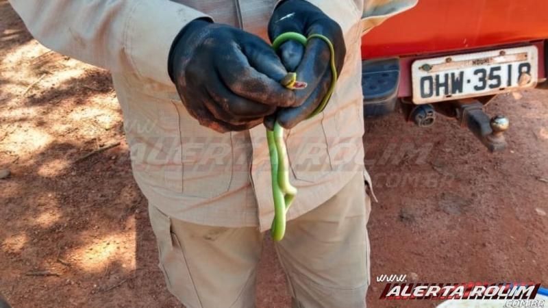 Cobra é capturada embaixo do banco de uma motocicleta no bairro Beira Rio em Rolim de Moura Cobra é capturada embaixo do banco de uma motocicleta no bairro Beira Rio em Rolim de Moura