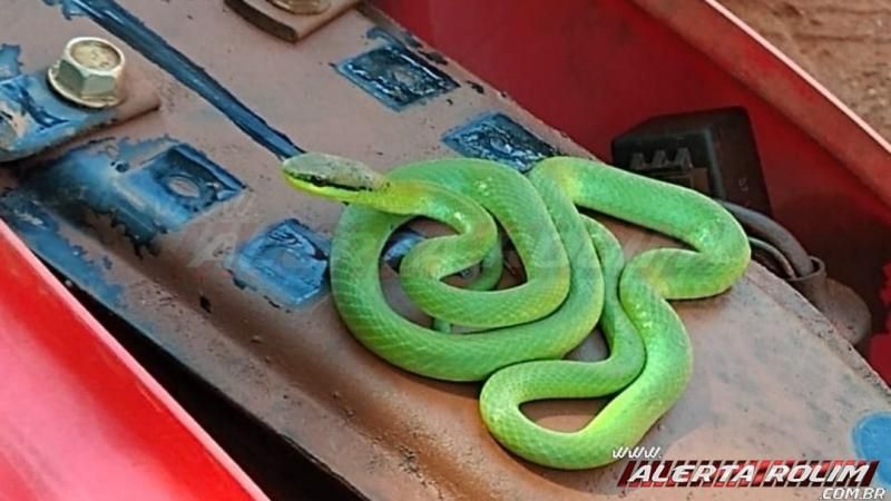 Cobra é capturada embaixo do banco de uma motocicleta no bairro Beira Rio em Rolim de Moura Cobra é capturada embaixo do banco de uma motocicleta no bairro Beira Rio em Rolim de Moura
