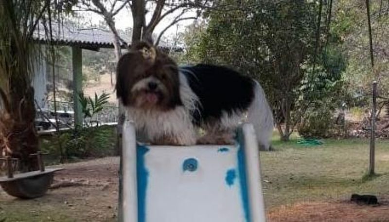Procura-se por cachorro da raça Shih Tzu, que desapareceu no Bairro Cidade Alta em Rolim de Moura Procura-se por cachorro da raça Shih Tzu, que desapareceu no Bairro Cidade Alta em Rolim de Moura