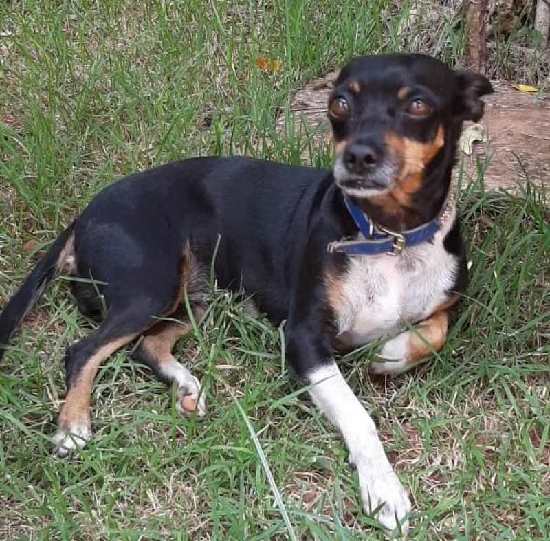 Proprietária oferece gratificação para encontrar cadelas que desapareceram no Centro de Rolim de Moura Proprietária oferece gratificação para encontrar cadelas que desapareceram no Centro de Rolim de Moura