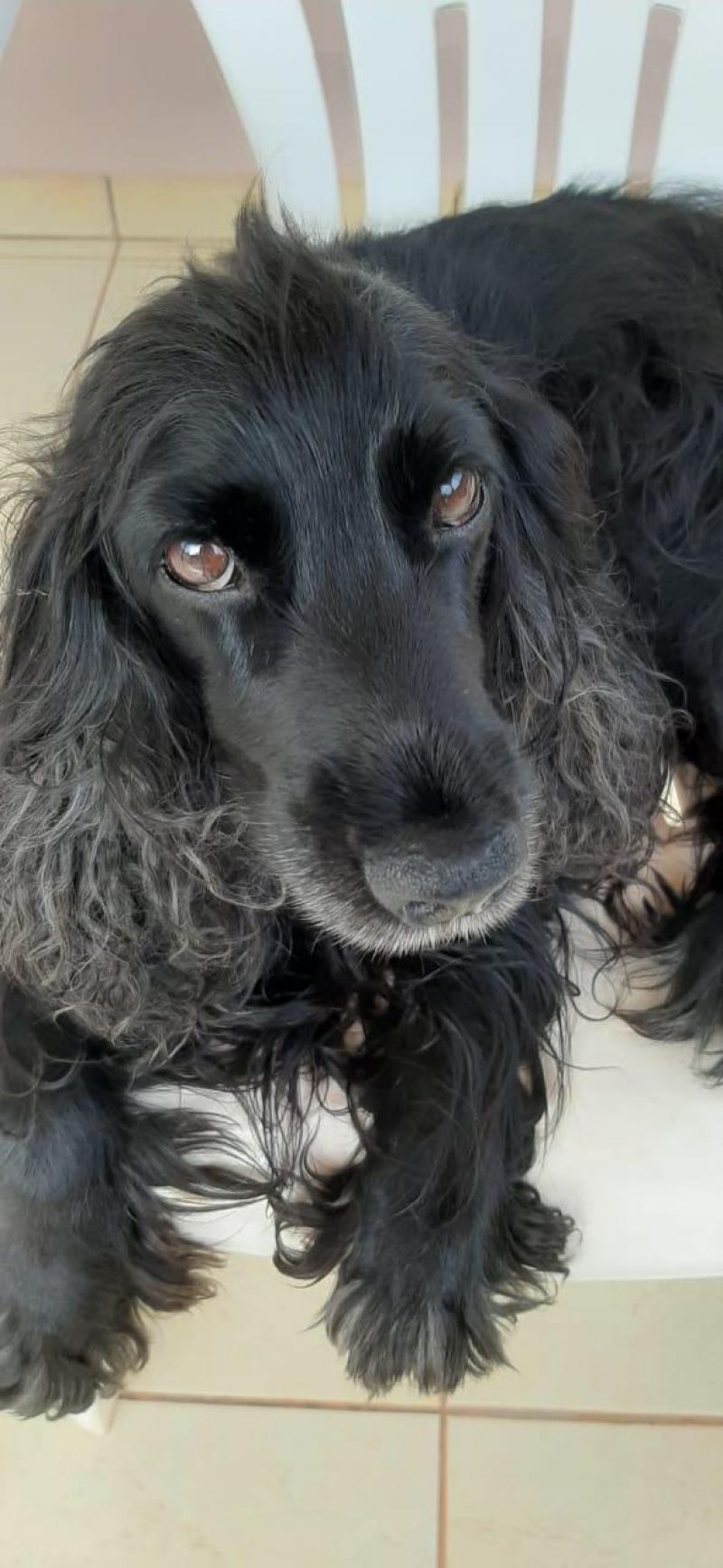 Proprietária oferece gratificação para encontrar cadelas que desapareceram no Centro de Rolim de Moura Proprietária oferece gratificação para encontrar cadelas que desapareceram no Centro de Rolim de Moura