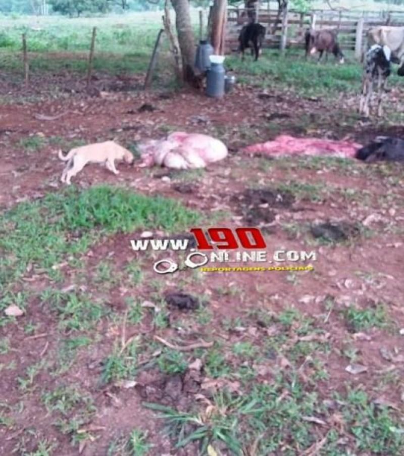 Vaca leiteira é abatida e carneada em propriedade rural de Alta Floresta Vaca leiteira é abatida e carneada em propriedade rural de Alta Floresta