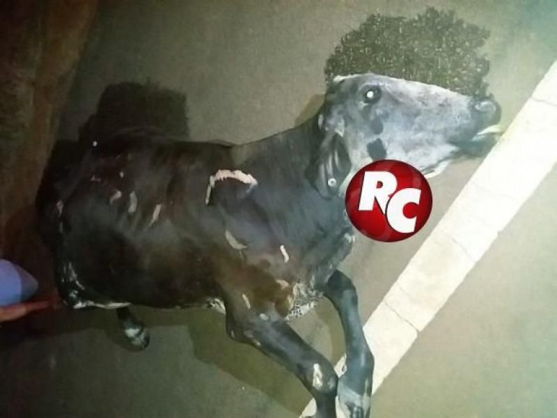 Vaca solta na pista provoca acidente na BR 429, em São Francisco do Guaporé Vaca solta na pista provoca acidente na BR 429, em São Francisco do Guaporé