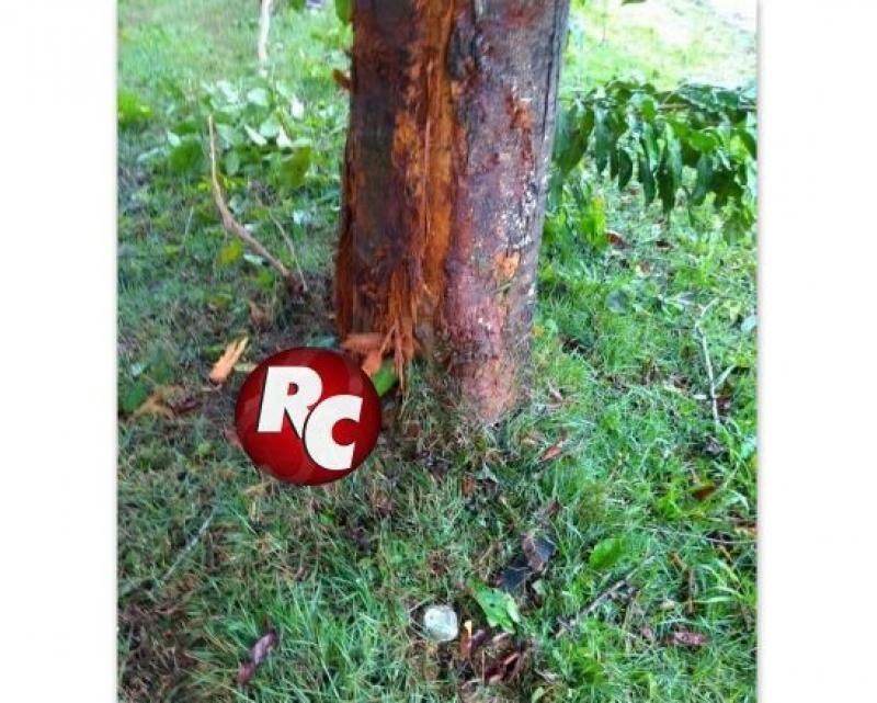 Após desviar de motocicleta, condutor sai da pista e bate contra árvore, às margens da BR-429 em São Francisco do Guaporé Após desviar de motocicleta, condutor sai da pista e bate contra árvore, às margens da BR-429 em São Francisco do Guaporé