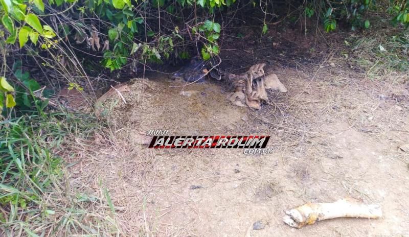 Bovino é abatido e carneado por criminosos na Zona Rural de Rolim de Moura Bovino é abatido e carneado por criminosos na Zona Rural de Rolim de Moura