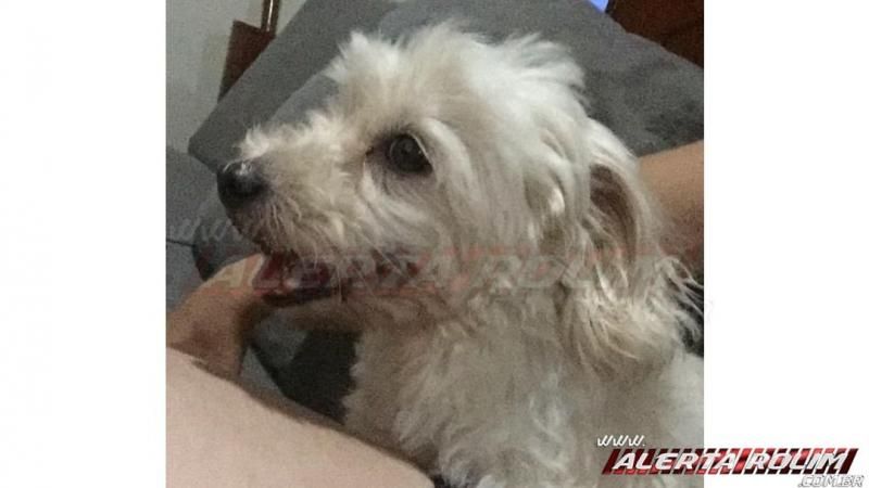 Família procura por cachorrinha que sumiu no Bairro Beira Rio na véspera de Natal Família procura por cachorrinha que sumiu no Bairro Beira Rio na véspera de Natal
