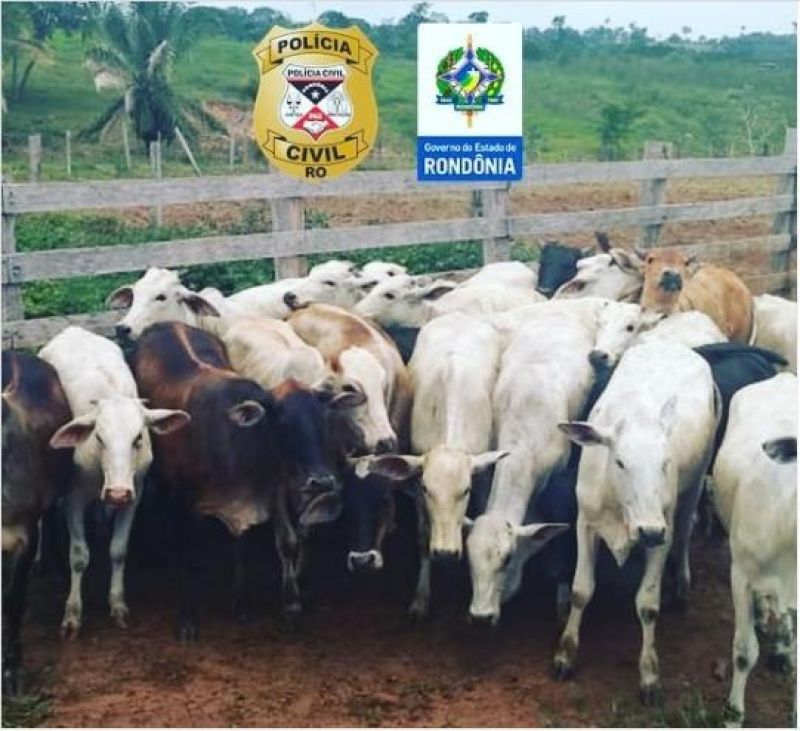 Gado furtado é recuperado pela Polícia Civil e um suspeito é preso, no distrito de Riozinho/RO Gado furtado é recuperado pela Polícia Civil e um suspeito é preso, no distrito de Riozinho/RO