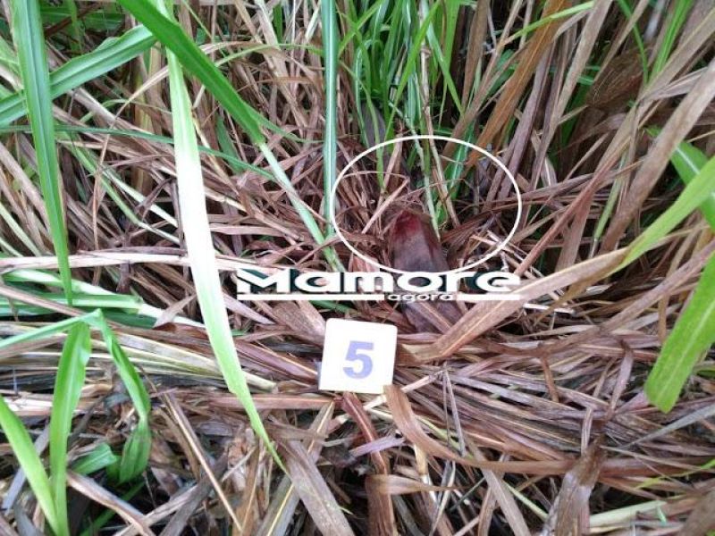 Homem é morto a golpes de madeira na cabeça, em RO Homem é morto a golpes de madeira na cabeça, em RO