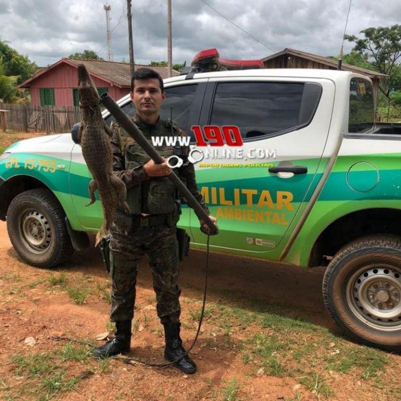 Polícia Ambiental captura filhote de jacaré em córrego no Bairro Redondo, em Alta Floresta Polícia Ambiental captura filhote de jacaré em córrego no Bairro Redondo, em Alta Floresta